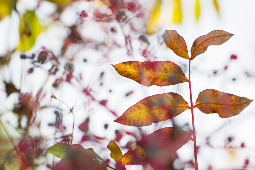 Ajloun in Autumn: A Photographer's Paradise