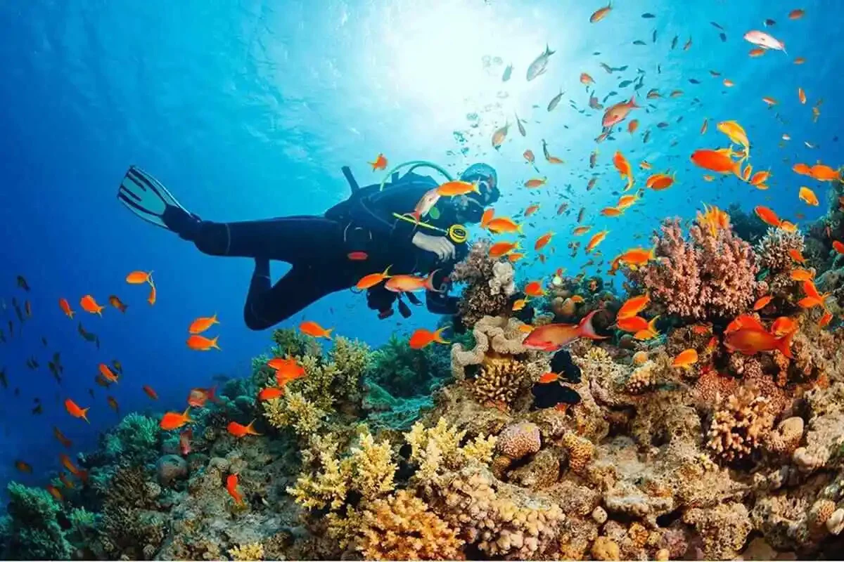 Diving and Snorkeling Guide to Aqaba