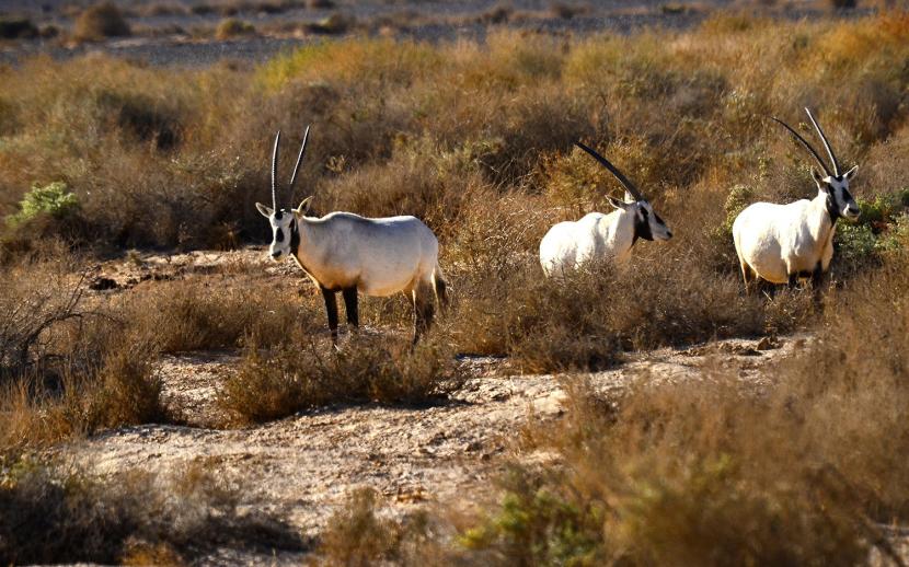Azraq Through the Seasons: When to Visit