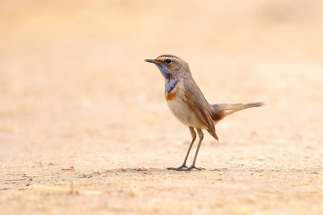 Birdwatching in Azraq: A Guide for Enthusiasts