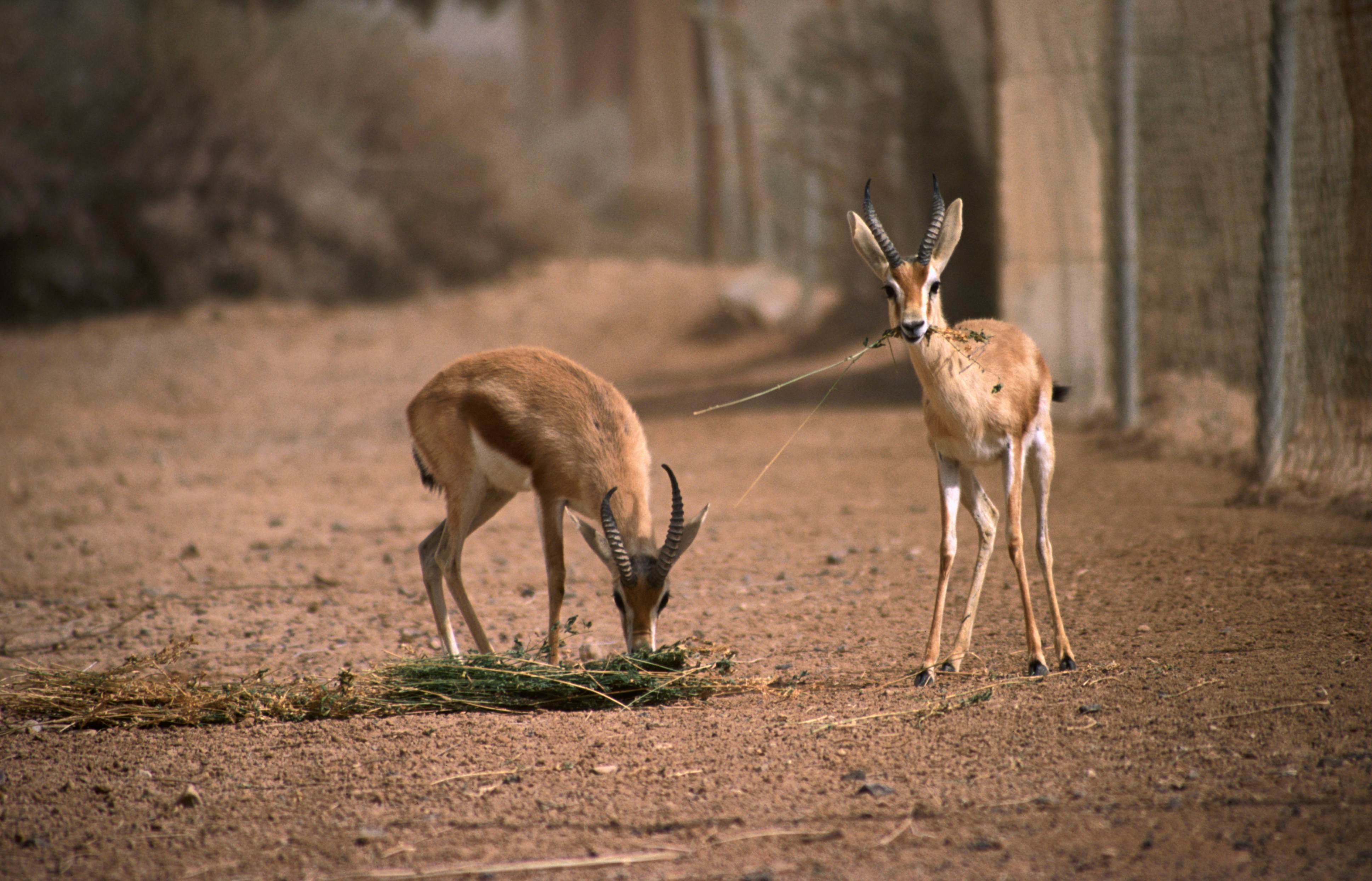 The Shaumari Wildlife Reserve: Saving Endangered Species