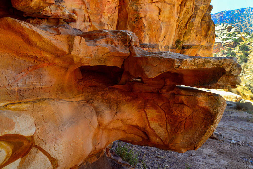 Wildlife Spotting in Dana: Flora and Fauna Guide