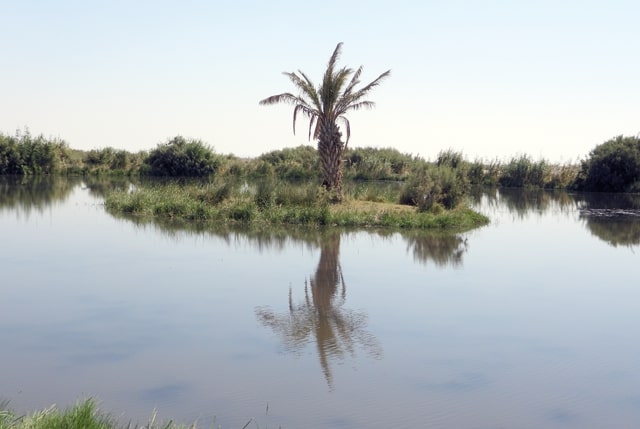 Azraq Wetland Reserve